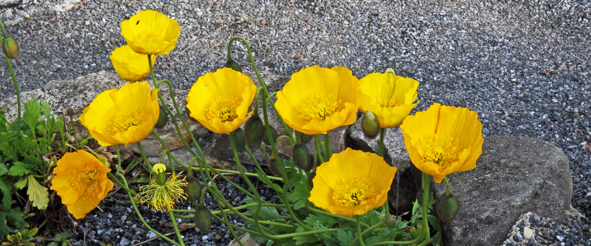 Gelber Alpenmohn-Papaver auranthicum (P. rhaeticum)