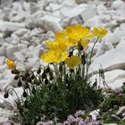 Gelber Alpenmohn (Papaver rhaeticum)...