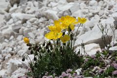 Gelber Alpenmohn (Papaver rhaeticum)...