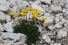 Gelber Alpenmohn (Papaver rhaeticum)...