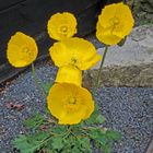 Gelber Alpenmohn-Papaver rhaeticum hat sich neben der Trasse des Glacierexpresses...