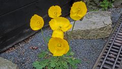 Gelber Alpenmohn-Papaver rhaeticum hat sich neben der Trasse des Glacierexpresses...