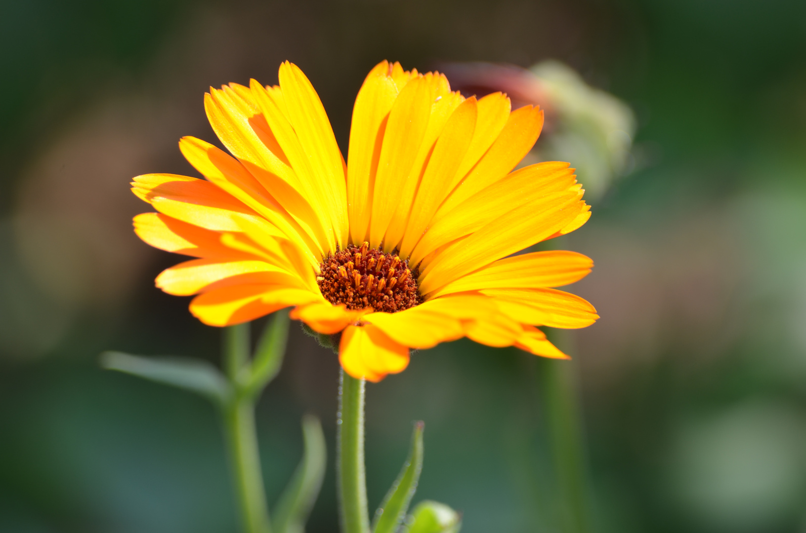 Gelber als die Sonne