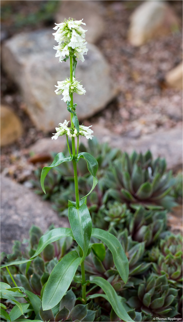 Gelber Bartfaden (Penstemon confertus)