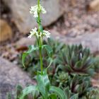 Gelber Bartfaden (Penstemon confertus)