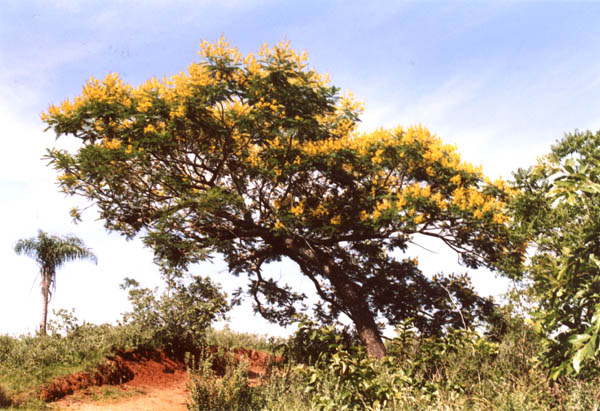 gelber Baum