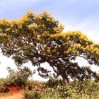 gelber Baum