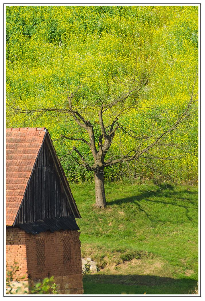 gelber-Baum