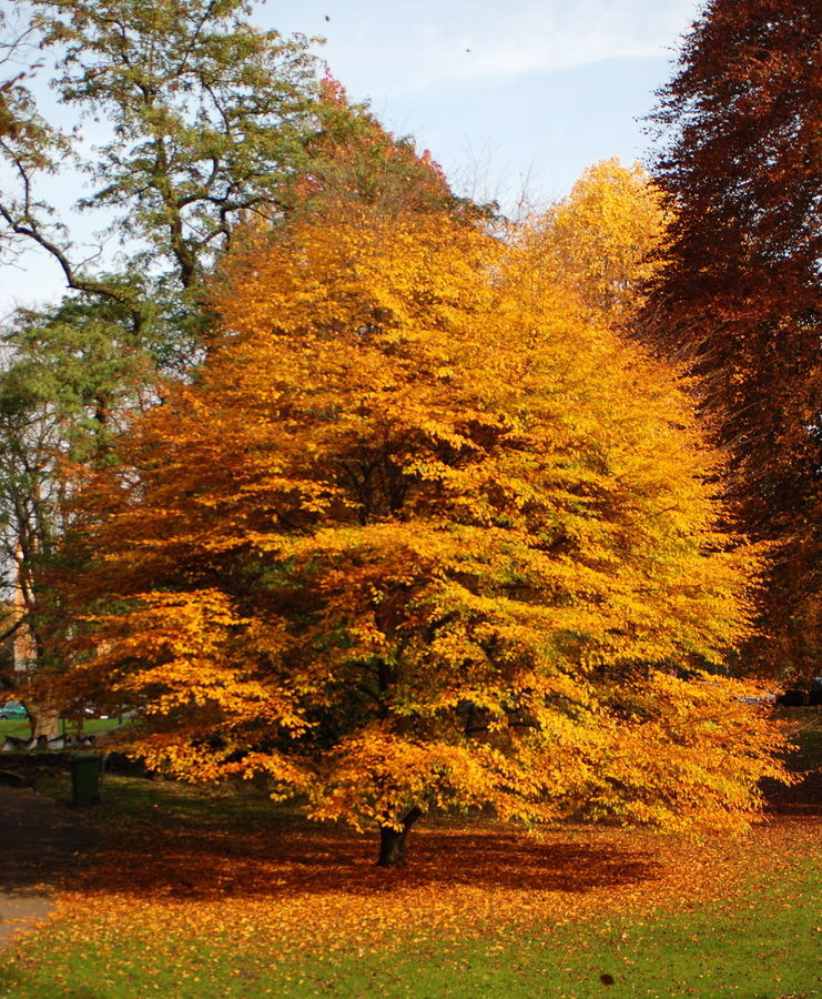 gelber Baum