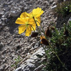 gelber Bergmohn