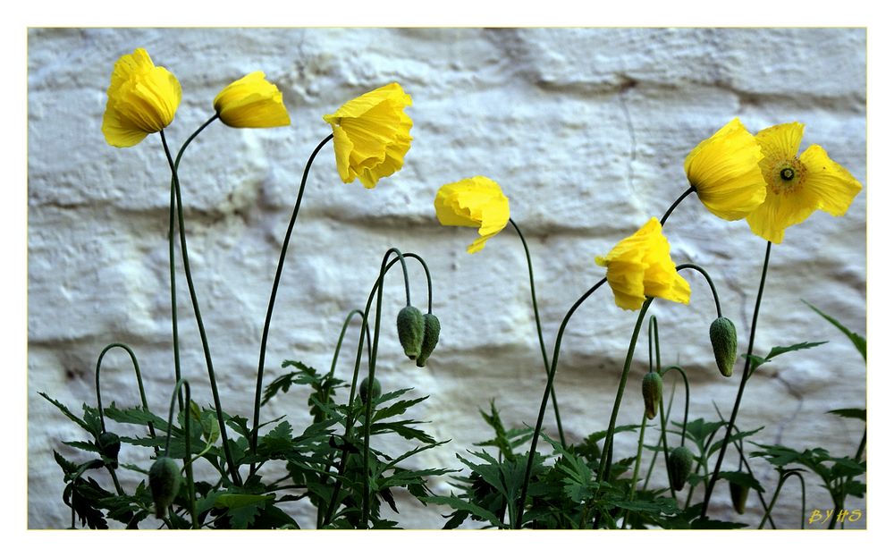 Gelber Bergmohn.....