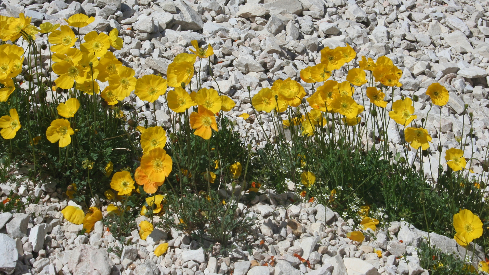 Gelber Bergmohn (Img_8268_ji)