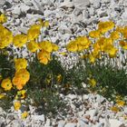 Gelber Bergmohn (Img_8268_ji)