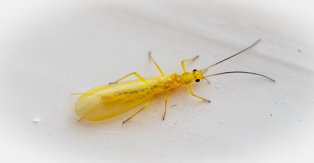 gelber Besucher am Fensterrahmen