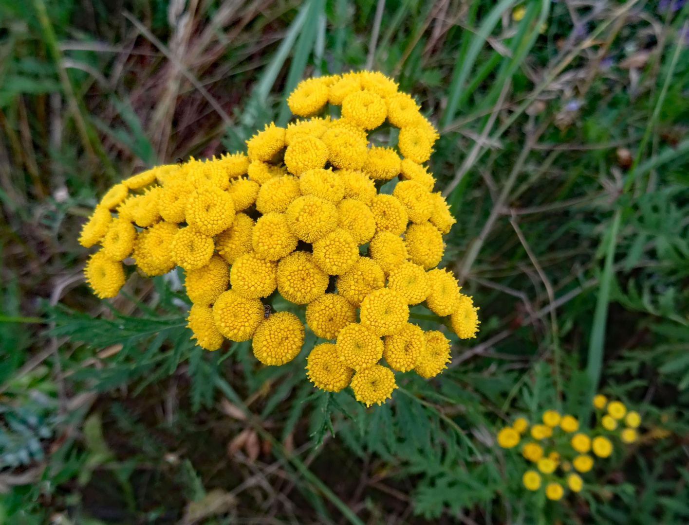 Gelber Blickfang auf der Wiese