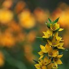 gelber Blumengruß