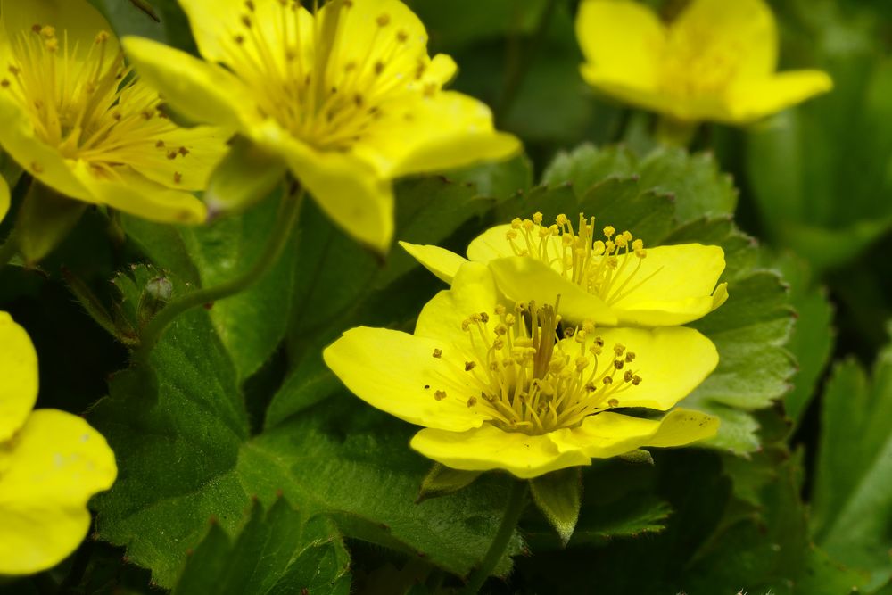 Gelber Bodendecker Foto & Bild makro, frühling, natur Bilder auf