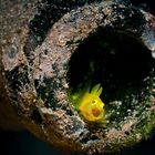 Gelber Clown-Goby in Sprite-Flasche