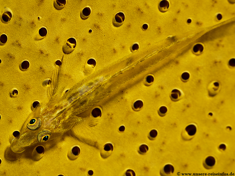 gelber Coral Goby