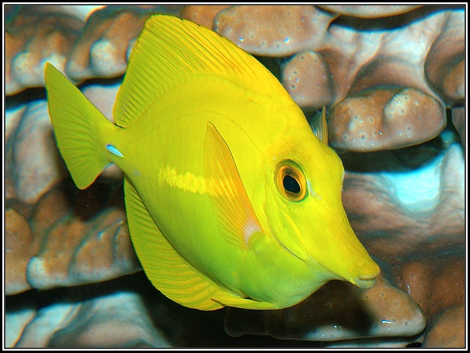 Gelber Doktorfisch