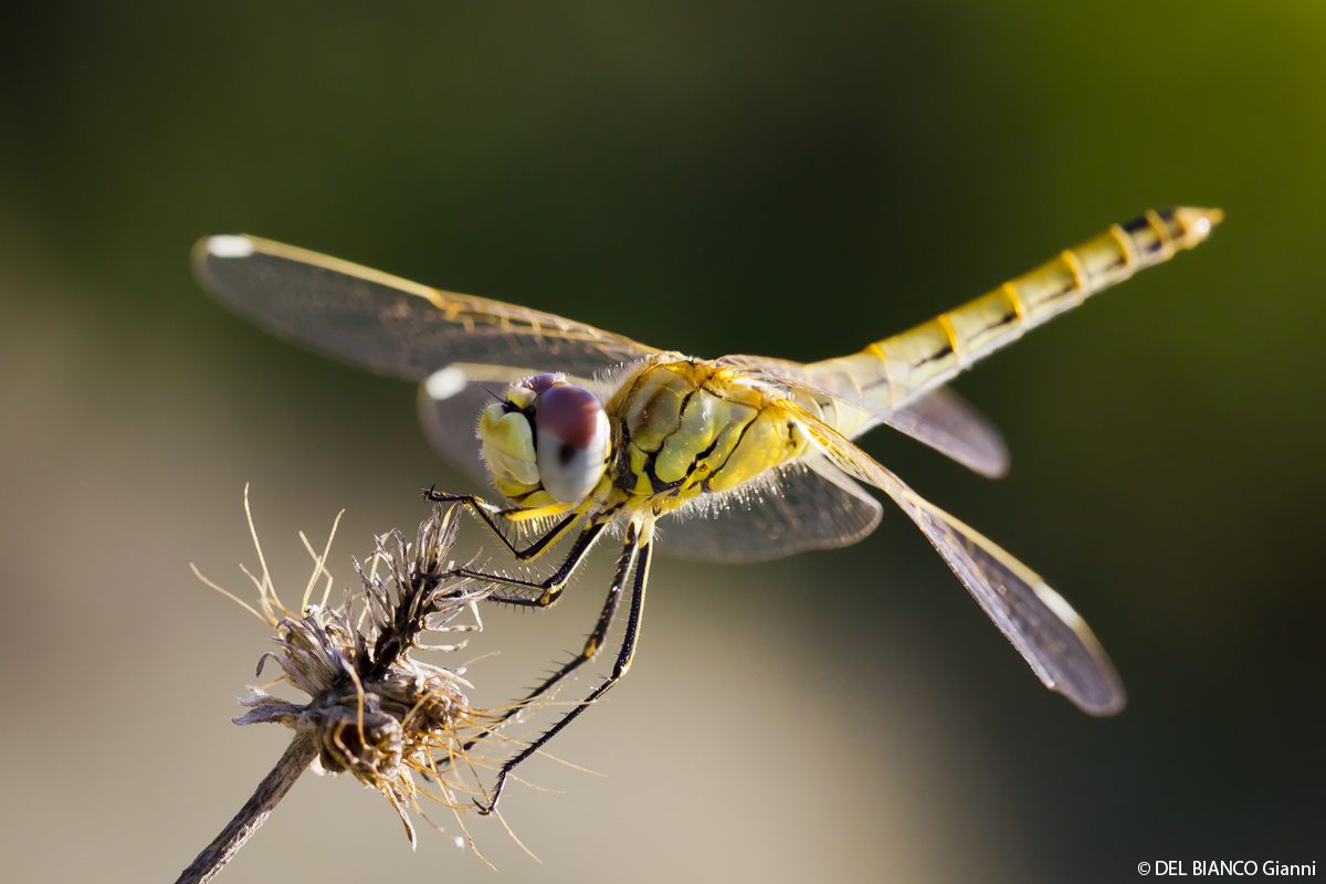 Gelber Drache