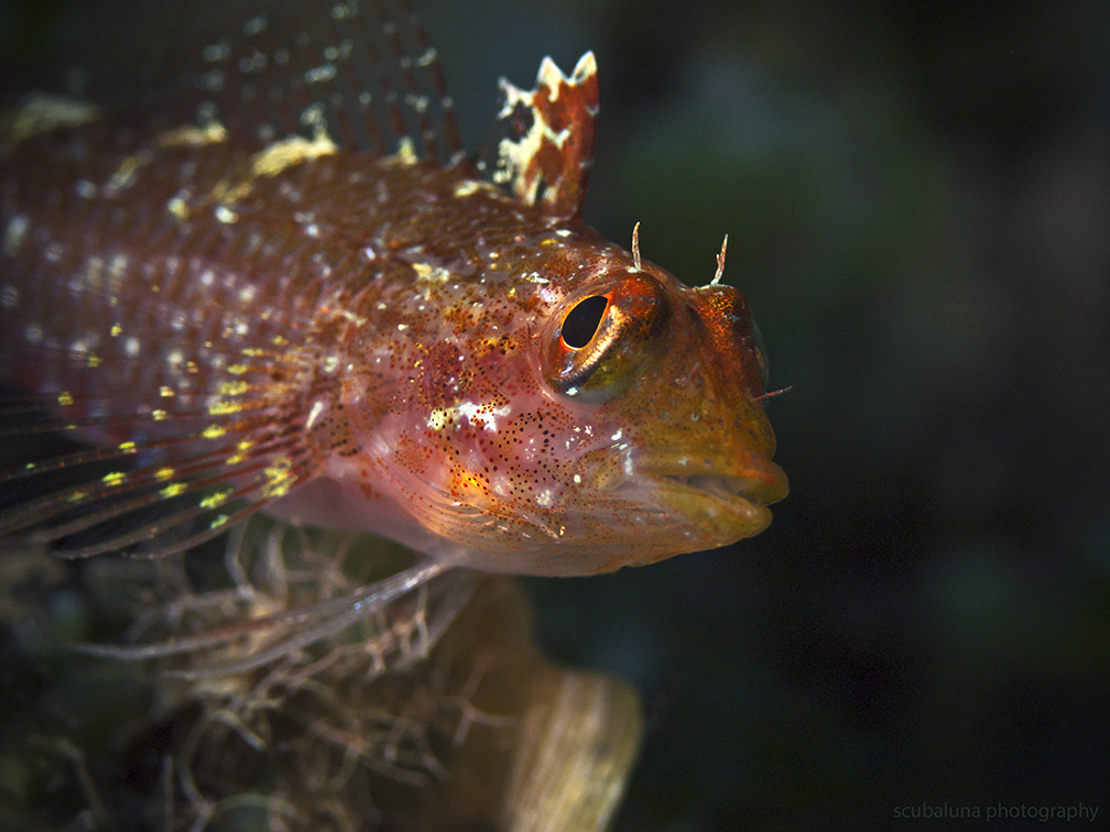 Gelber Dreiflossen-Schleimfisch