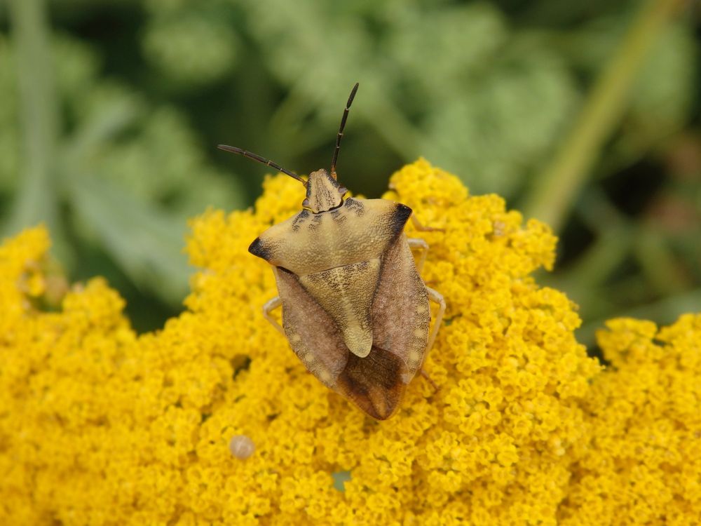 Gelber Enak (Carpocoris fuscispinus)