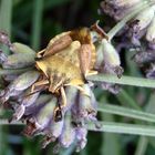 Gelber Enak (Carpocoris fuscispinus) auf verblühtem Lavendel