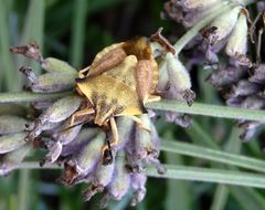 Gelber Enak (Carpocoris fuscispinus) auf verblühtem Lavendel