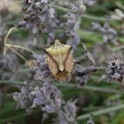 Gelber Enak (Carpocoris fuscispinus) auf verblühtem Lavendel