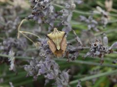 Gelber Enak (Carpocoris fuscispinus) auf verblühtem Lavendel