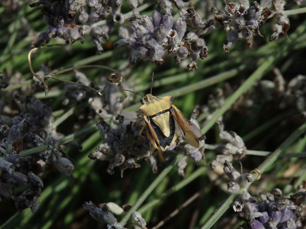 Gelber Enak (Carpocoris fuscispinus) auf verblühtem Lavendel