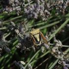 Gelber Enak (Carpocoris fuscispinus) auf verblühtem Lavendel