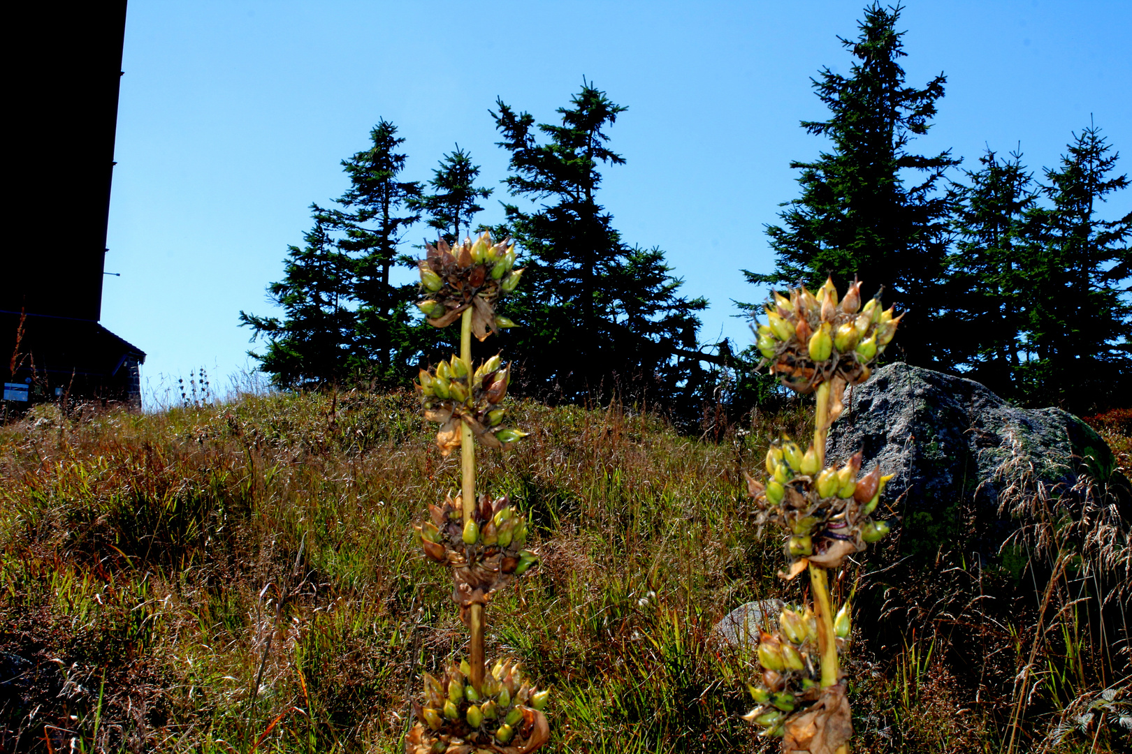  Gelber Enzian Brocken Harz