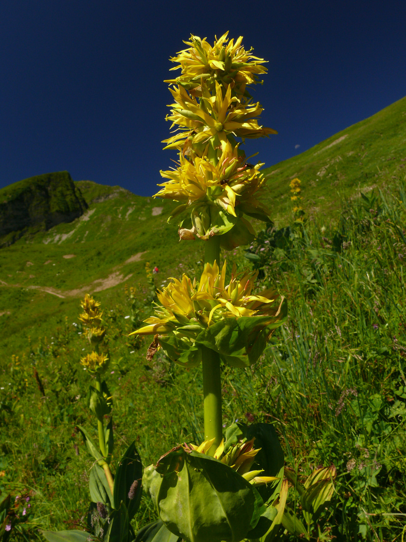 Gelber Enzian (Fellhorn, Allgäu)