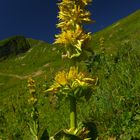 Gelber Enzian (Fellhorn, Allgäu)