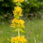 Gelber Enzian (Gentiana lutea)