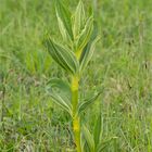 Gelber Enzian (Gentiana lutea)