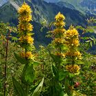 Gelber Enzian (Gentiana lutea)