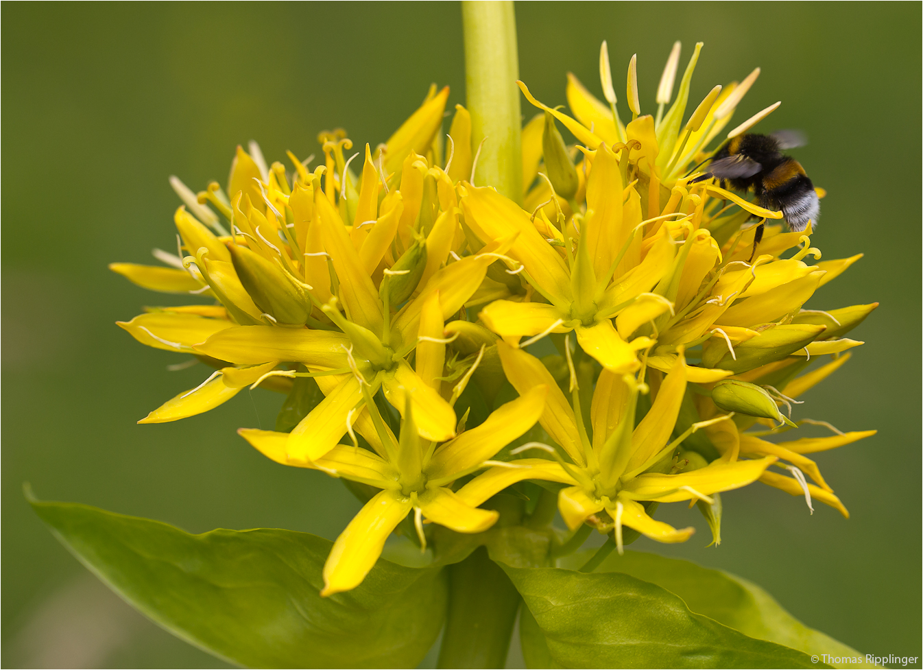 Gelber Enzian (Gentiana lutea)