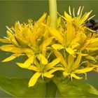 Gelber Enzian (Gentiana lutea)