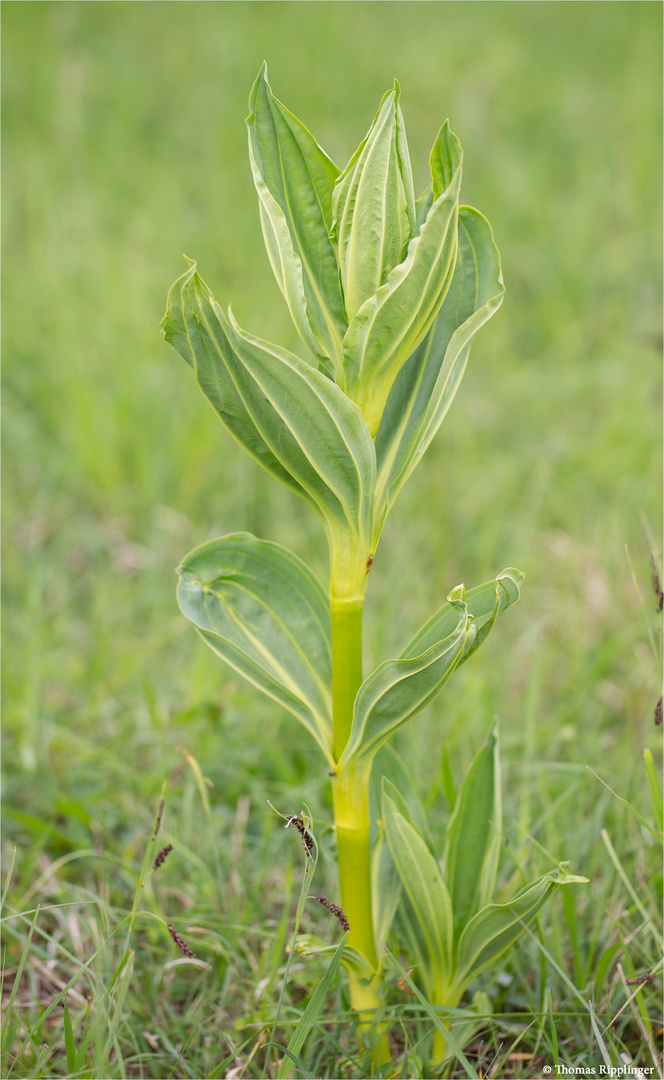 Gelber Enzian (Gentiana lutea) 9954