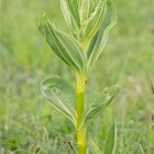 Gelber Enzian (Gentiana lutea) 9954