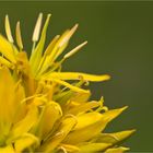 Gelber Enzian (Gentiana lutea)......