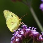 Gelber Falter mit grünen Augen