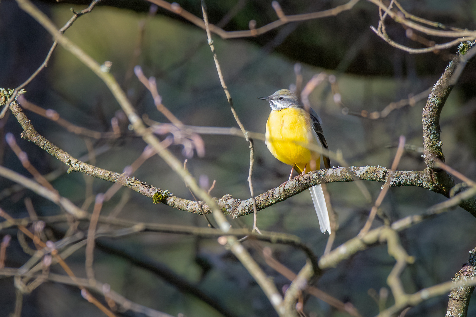 Gelber Farbtupfer