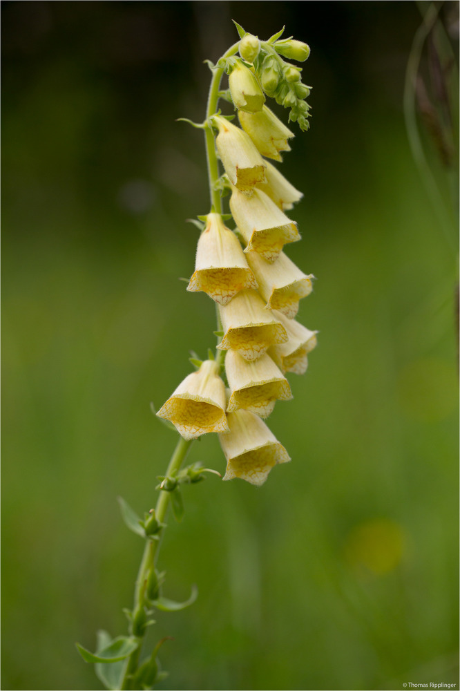 Gelber Fingerhut (Digitalis lutea).