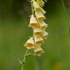 Gelber Fingerhut (Digitalis lutea).