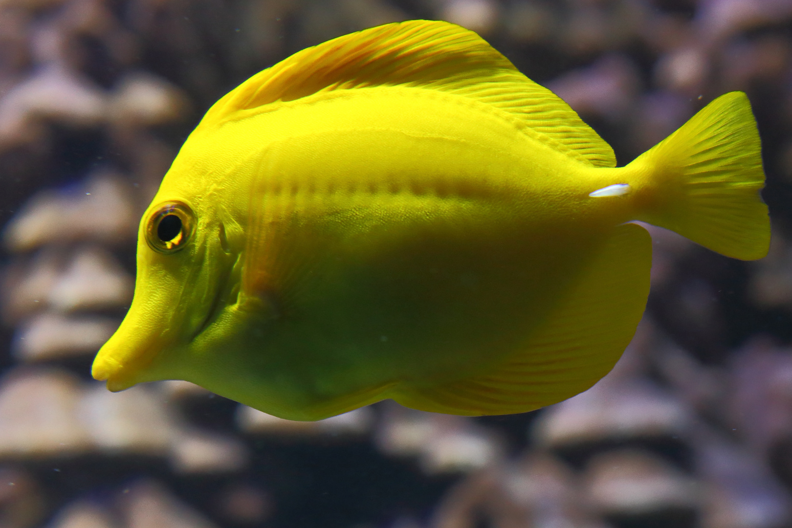 Gelber Fisch