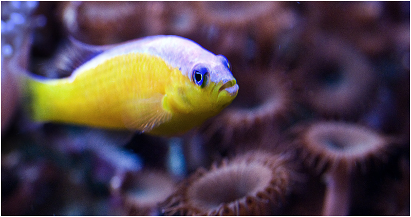 gelber Fisch mit blauen Augen